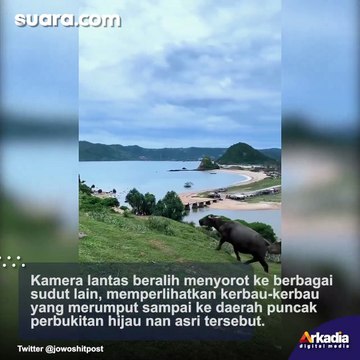 Memang Beda! Viral Kerbau Merumput Dekat Sirkuit Mandalika, Publik Takjub: Bisa Menggembala Sambil Nonton MotoGP