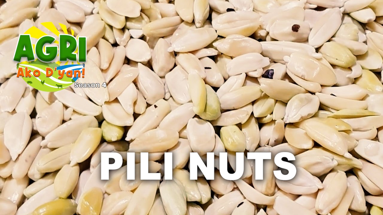 Pili Nuts