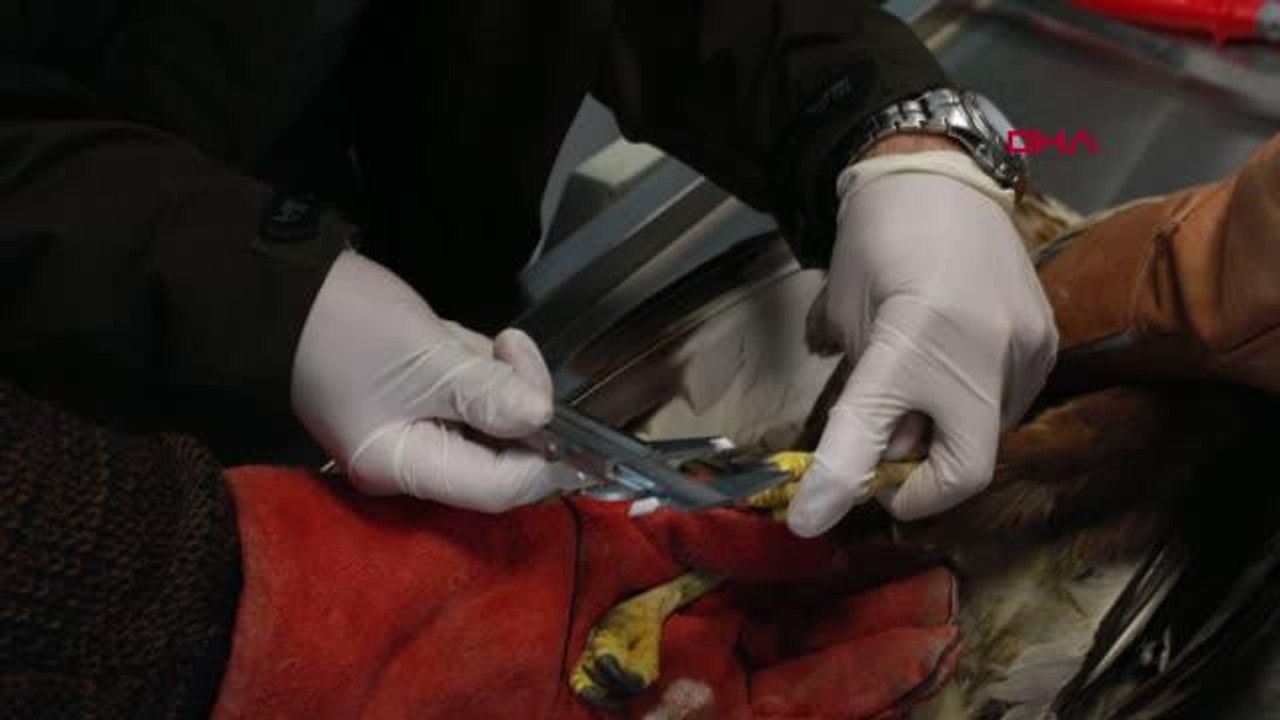 AVCILARIN YARALADIĞI KIZIL ŞAHİN TEDAVİSİNİN ARDINDAN DOĞAYA SALINDI