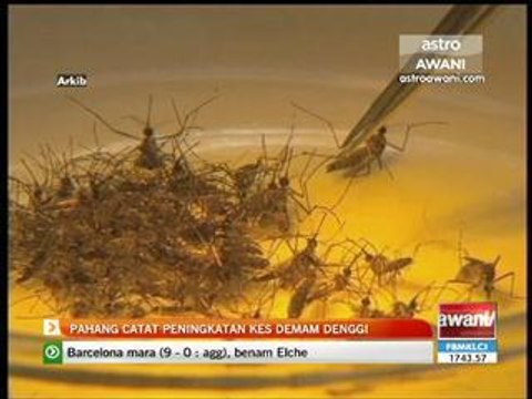 Pahang catat peningkatan kes demam denggi