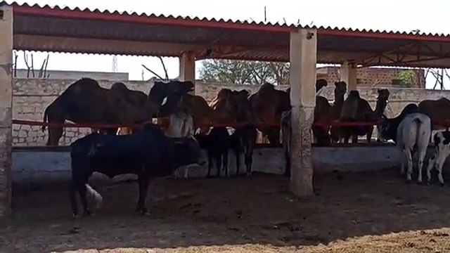 One died in the fight of camels, oblivious administration, animal husbandry overcame