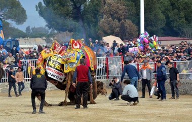 NAZİLLİ DEVE GÜREŞİ FESTİVALİ'NE BÜYÜK İLGİ