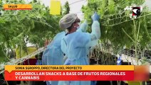 Desarrollan snacks a base de frutos regionales y cannabis