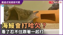 海鰻會打哈欠？兇惡的外貌 養過才知道超可愛