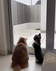 Sevimli tatlı kedicikler 