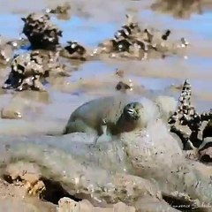 Bir ahtapotun serüveni su yetişebilmek için verdiği çaba hayranlık uyandırıyor 