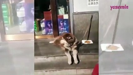 Kendi kendine eğlenen köpeğin sevimli halleri