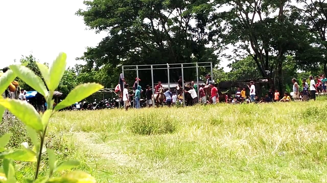 BALAP KUDA LOMBOK SASAKE