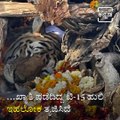 Legendary 'Collarwali' Tigress Passes Away In Madhya Pradesh.