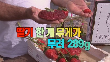 [#세상만사] 기네스북에 등재된 세계에서 가장 큰 딸기 / YTN