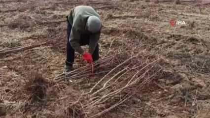 Kilosu yüz liraya dayandı, kayısı fidanları yok satmaya başladı