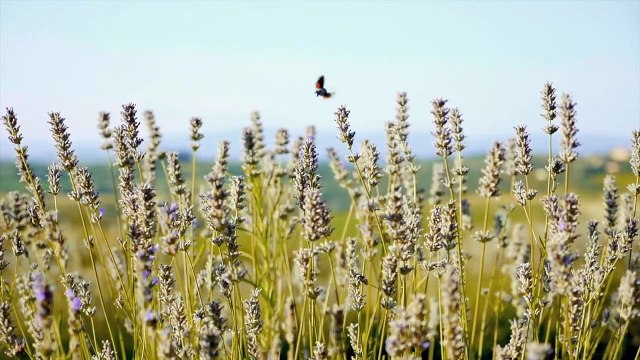 Le eccellenze territoriali protagoniste al Ferrara Food Festival”