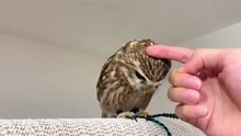指に乗ってという意味だったのに、なでなでと誤認して喜ぶフクロウ | A happy owl who misinterpreted the word "stroking" to mean "fingering".