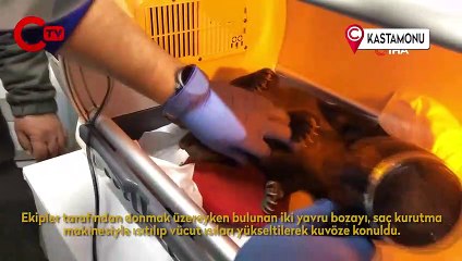 Saç kurutma makinesi ile ısıtılıp kuvöze konulan yavru ayılar yaşama tutundu