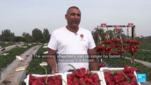 Victory is sweet: Giant strawberry earns Israeli farmer a Guinness World Record