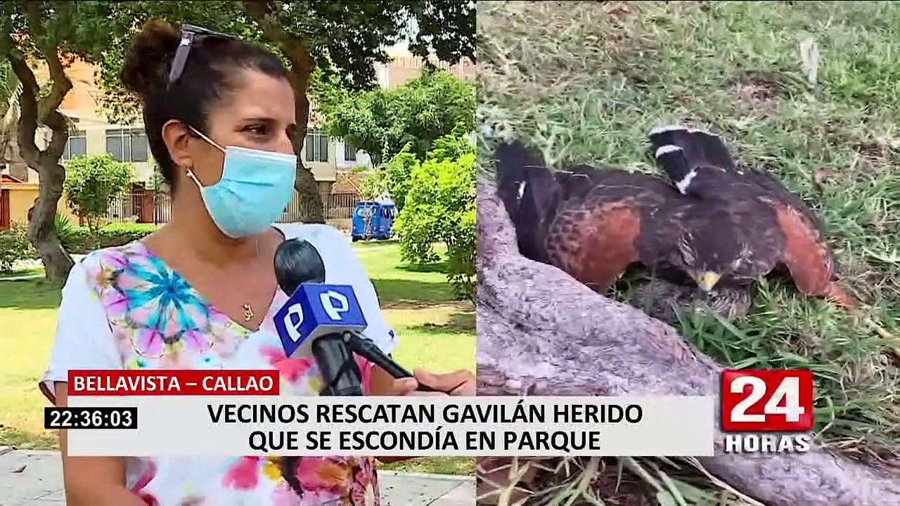 Bellavista: vecinos rescatan gavilán herido que se escondía en parque