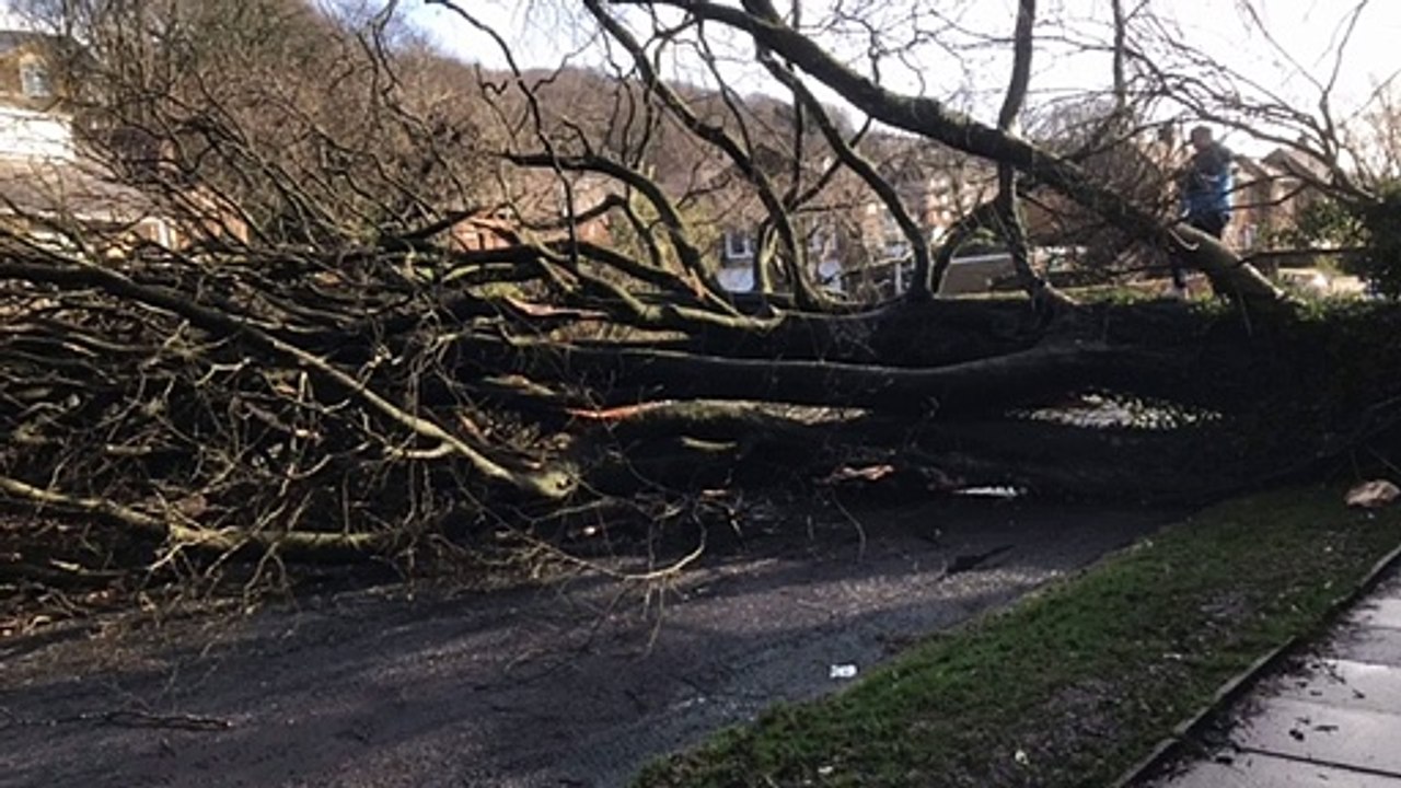 Storm Eunice brings down tree in Halifax