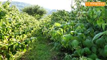 Produzione di nocciole in calo per meteo e parassiti