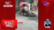 Dapat Alam Mo!: Pitbull, hinarang ang katawan para ‘di masakmal ng ibang aso ang anak ng kanyang amo!