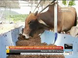 Boleh disembelih di pusat sembelihan Jabatan Veterinar