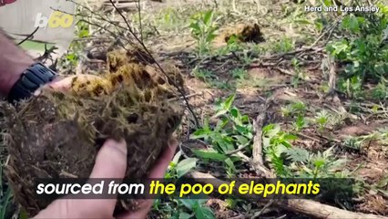 This South African Gin is Made From Elephant Dung