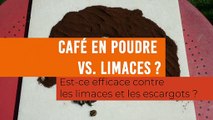 Café en poudre vs  limaces et escargots : est-ce que ça marche ?