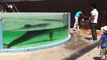 イルカのいたずらが可愛すぎる！ぼーっとしている子供に…ｗ | The dolphin prank is too cute.
