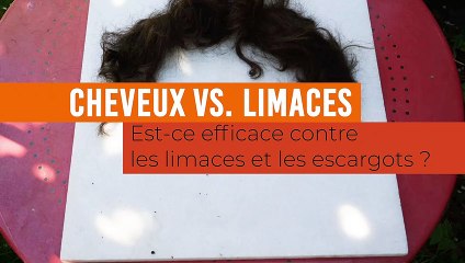 Des cheveux contre les limaces et les escargots : peuvent-ils dissuader les nuisibles ?