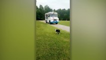 Dog Buys Ice Cream From Truck Every Day | Happily TV