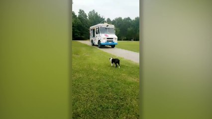 Dog Buys Ice Cream From Truck Every Day | Happily TV