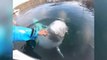 撮影者が海に落としてしまったカメラを返しに来てくれたシロイルカさんが可愛い  | A cute beluga whale came to return the camera that the photographer had dropped in the ocean.