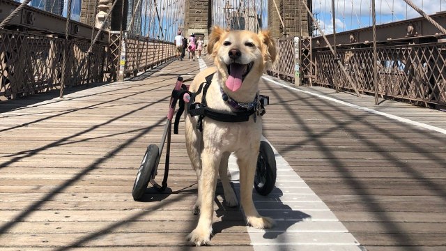 Woman Rescues Dog Injured By Car And Nurses Her Back To Health | Happily TV