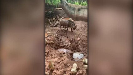 Rescue Animals Are Real Life Timon And Pumbaa | Happily TV