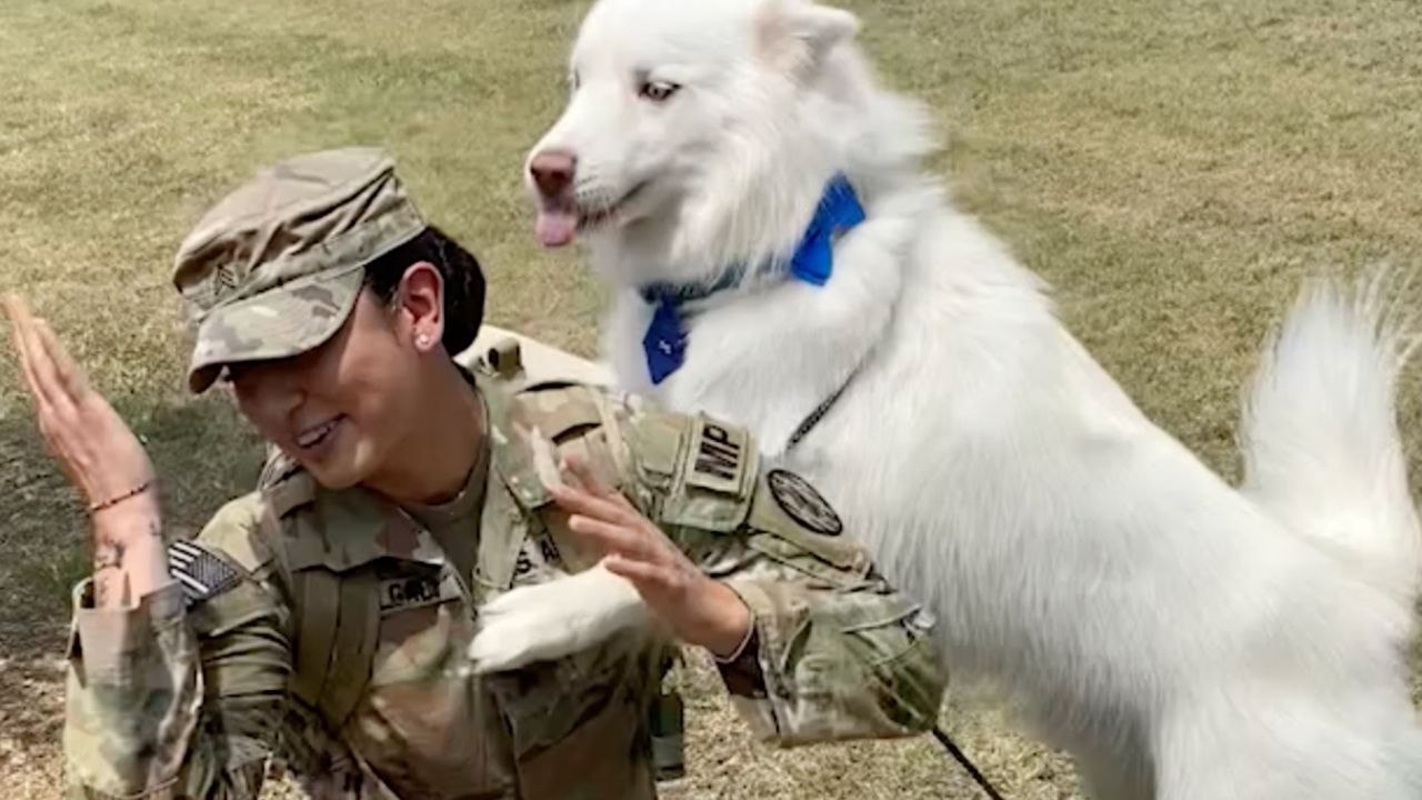 Husky Reunited With Military Mom Was Puppy When She Deployed | Happily TV