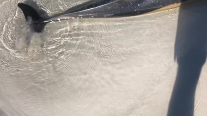 Runner Helps Beached Dolphin Back To Sea | Happily TV