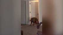 Dog Owner Records Compilation Of Her Pooches Quirky Attempts To Steal Her Blanket | Happily TV