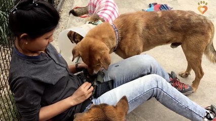 Dog Makes Recovery Thanks To Kind-Hearted Rescuers | Happily TV