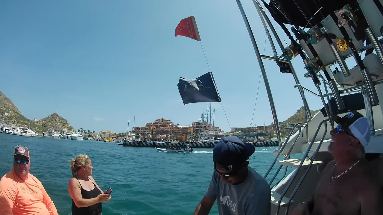 Friendly Sea Lions Come To Say Hello | Happily TV