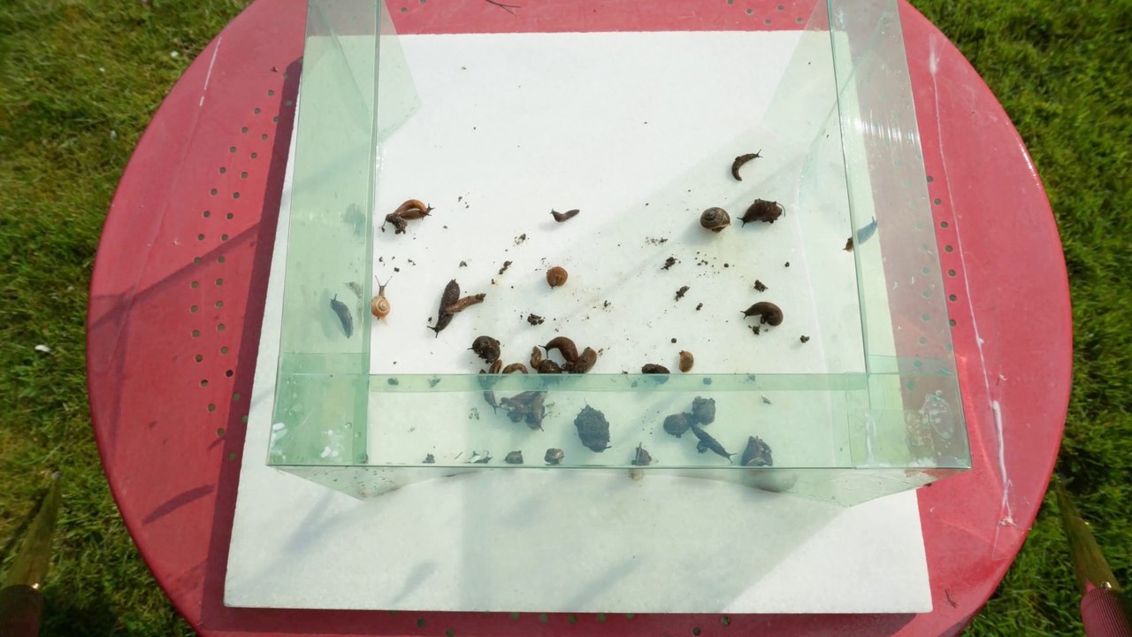 Clôture anti-limaces en plastique avec bord à 45° : est-ce que ça marche ? Test #2