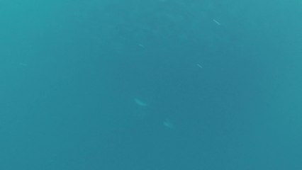 Diver Has Close Encounter With Feeding Humpback Whale | Happily TV