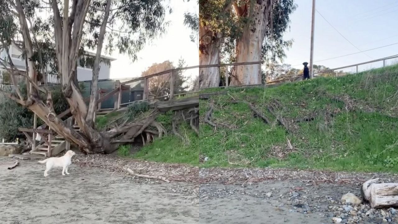 Best Friend Dogs Reunited After Months Apart | Happily TV