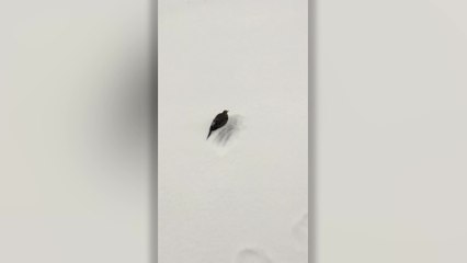 Man Rescues Bird Whose Feet Were Frozen To Ground | Happily TV