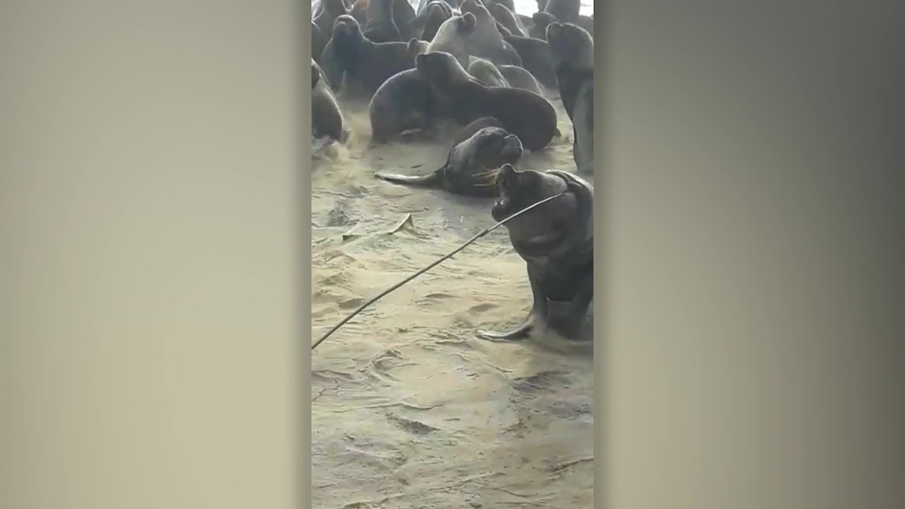 Rescuers Save Sea Lion With Tire Stuck Around His Neck | Happily TV