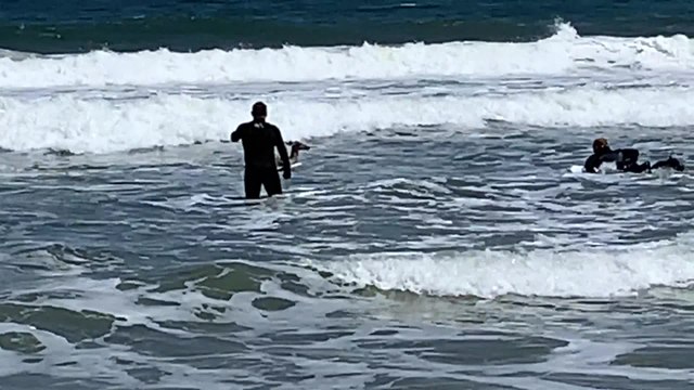 Deer Adrift In Atlantic Ocean Rescued By Surfers | Happily TV