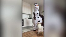 Dog Called Elsa Who Loves Olaf Comfort Toy Surprised By Life-Size Olaf | Happily TV