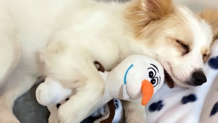 Dog Called Elsa Who Loves Olaf Comfort Toy Surprised By Life-Size Olaf | Happily TV