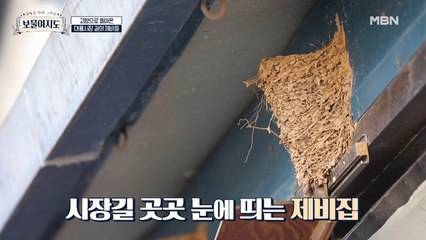 꽃 피는 봄이 오면~ 강남 갔던 제비가 돌아온다? 대룡시장의 보물 제비집을 찾아라