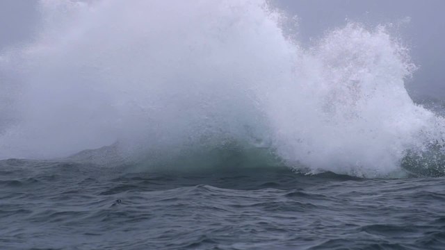 Humpback Whale Breaches Over 30 Times | Happily TV