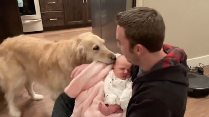 Golden Retriever Excitedly Meets New Baby | Happily TV