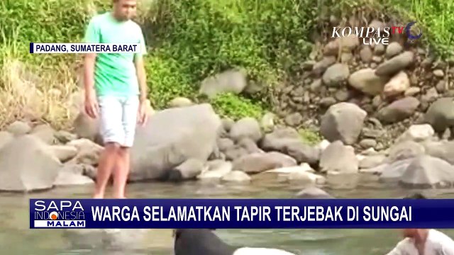 Terjebak Arus Sungai yang Deras, Warga Berhasil Selamatkan Tapir yang Terluka